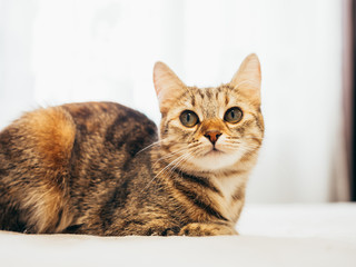 Cat lies on a white bed with a gray plaid.