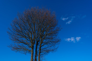 A tree without leaves in  spring with a blue sky in the background