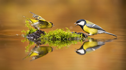 Eurasian siskin, spinus spinus, and great tit, parus major, fighting over spot in drinking pool. Conflict of two garden birds calling with open beaks in summer nature.