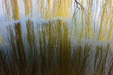 Willow branches with young green leaves low above the river are reflected in the water. reflection of trees in water