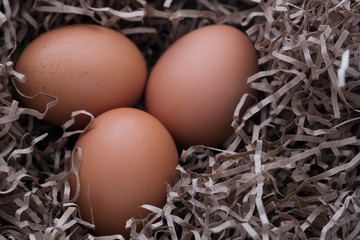 chicken eggs in a nest of paper
