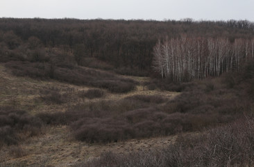 Obraz na płótnie Canvas Edge of oak leafless wood on the hill. Thorn bushes are on the first plan. Weather are cold. Day is cloudy. Birches look like a squad of brave warriors.