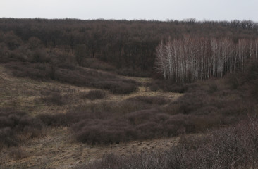 Edge of oak leafless wood on the hill. Thorn bushes are on the first plan. Weather are cold. Day is...