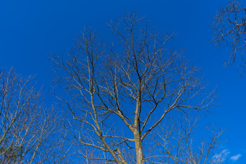 A tree without leaves in  spring with a blue sky in the background