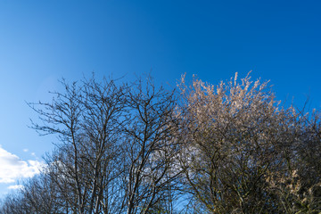 A tree without leaves in  spring with a blue sky in the background