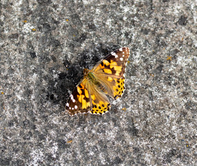 Butterfly on gray stone