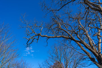 A tree without leaves in  spring with a blue sky in the background