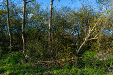 An old upturned  tree staged with a green background