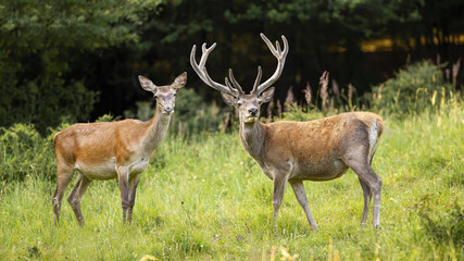 Couple of red deer, cervus elaphus, stag with antlers in velvet and hind standing on a green summer meadow. Attentive male and female animal pair watching in nature from side view.