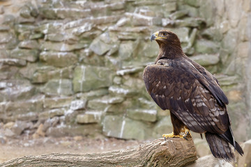 Portrait of a beautiful eagle on a stone wall background