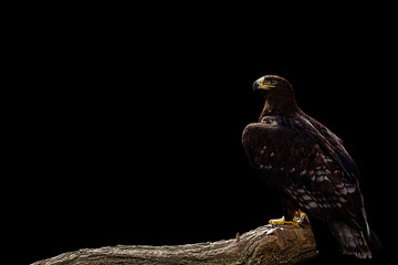 Portrait of a beautiful eagle on a black background
