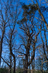 Fototapeta premium A tree without leaves in spring with a blue sky in the background