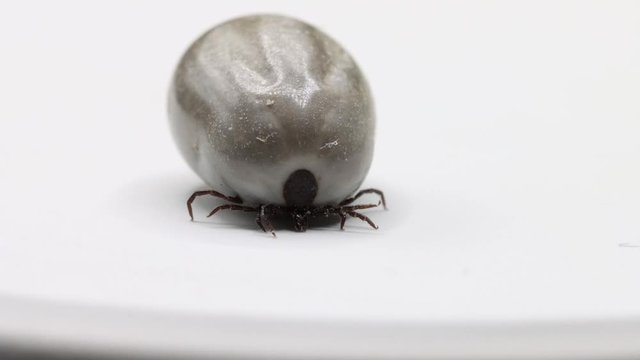 Frontal macro shot of fully engorged tick with swollen abdomen walking towards camera on white latex background Full HD