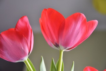 Bunch of red tulips flowers with selective focus on green blurred background. Beautiful spring flowers. Bouquet of red flowers for Mother&rsquo;s Day. Gift for international woman day. 