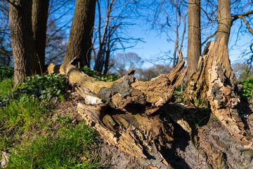 An old upturned  tree staged with a green background