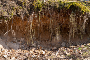 Cut of the land with roots of tree