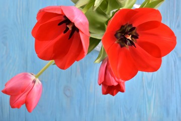 Fototapeta na wymiar Beautiful red tulip flowers with soft focus on blurred blue wooden background. One red flower. Seasonal spring flower. Tulip flower close up. 