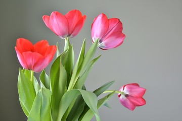 Bunch of red tulips flowers with selective focus on green blurred background. Beautiful spring flowers. Bouquet of red flowers for Mother’s Day. Gift for international woman day. 