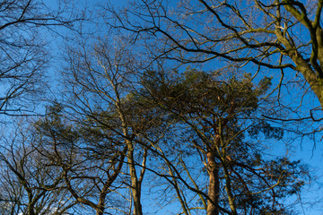 A tree without leaves in  spring with a blue sky in the background