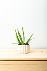 Aloe vera in a white ceramic flowerpot on a wooden shelf.  Home garden. Vertical format