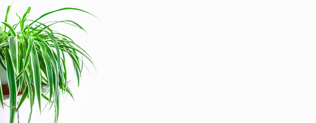 Green plants home decoration on white background