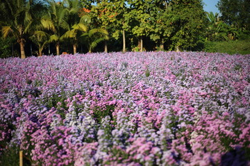 Purple margaret flower blooming in the garden Mae Rim, Chiang Mai , Thailand