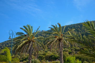 Part of Mount Tabor in the neighborhood in Israel. Biblical Mount Tabor and green date palm trees.
