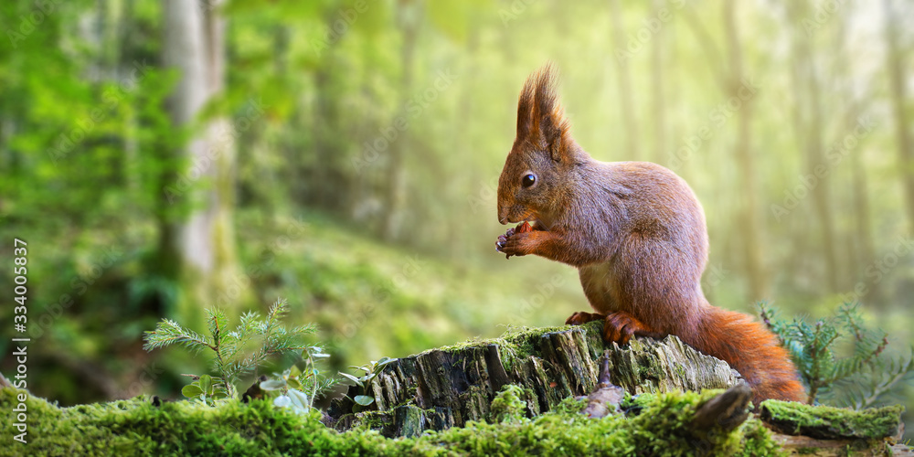 Wall mural cute red squirrel, sciurus vulgaris, eating a nut in green spring forest with copy space. lovely wil