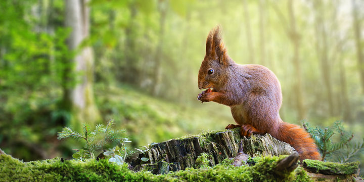 Fototapeta Cute red squirrel, sciurus vulgaris, eating a nut in green spring forest with copy space. Lovely wild animal with long ears and fluffy tail feeding in nature. Wide panoramic banner of mammal.