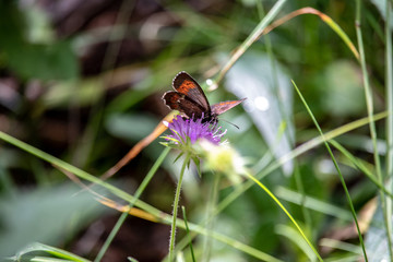 Image of a Erebia butterfly, Nymphalidae, on a blue thistle flower. The focus is on the flowers and butterflies