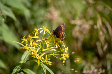 Image of a butterfly Erebia, Nymphalidae, on yellow flowers Senecio ovatus. The focus is on the flowers and butterfly. The background is out of focus