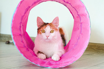 Tricolor cat plays in the tunnel. Games at home with a pet.