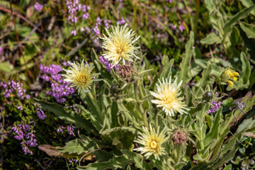 Image of a wild plant in summer in the Austrian Alps,