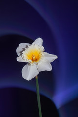Obraz na płótnie Canvas Flower Lightpainting