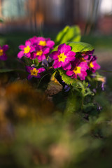 Obraz premium colorful flowers at eastern