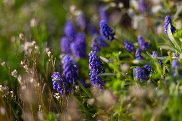 colorful flowers at eastern