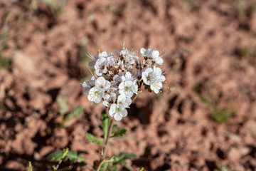 An albino notchleaf scorpionweed (Phacelia crenulata) plant species with white flowers that are missing their normally deep-purple pigment.