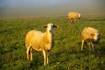 Sheep on the meadow eating grass in the herd during colorful sunrise or sunset. Slovakia