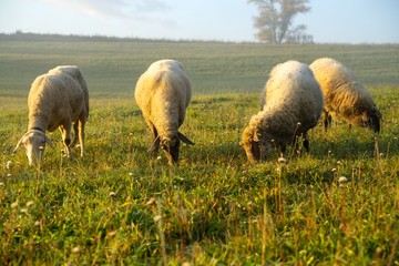 Obraz premium Sheep on the meadow eating grass in the herd during colorful sunrise or sunset. Slovakia