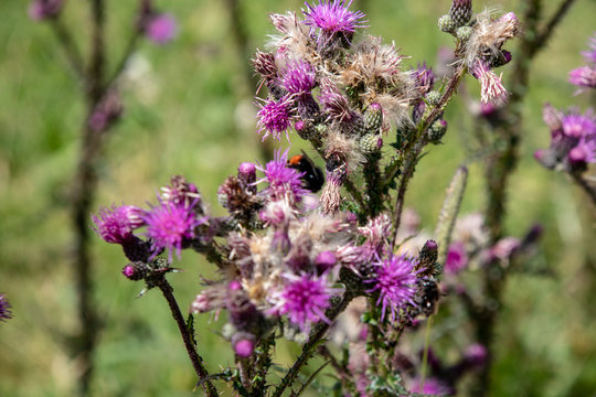 Image of a wild Cirsium vulgare, spear thistle with bumblebees and butterflies, in summer in the Austrian Alps