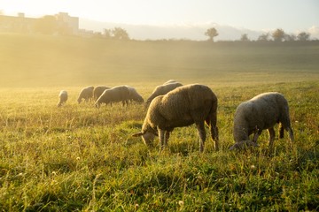 Obraz premium Sheep on the meadow eating grass in the herd during colorful sunrise or sunset. Slovakia