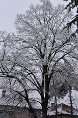 Huge tree in front of two houses with frozen branches