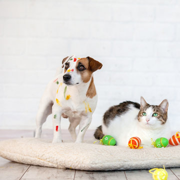 Dog and cat with easter eggs