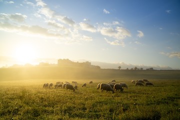 Fototapeta na wymiar Sheep on the meadow eating grass in the herd during colorful sunrise or sunset. Slovakia