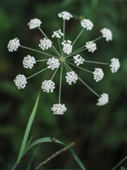 flowers on green background