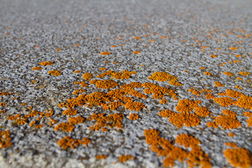 Asphalt mit Moos