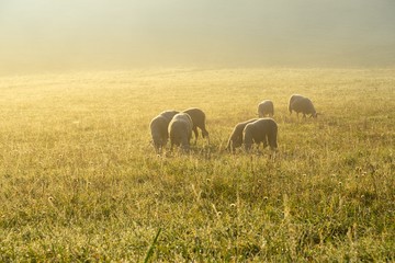 Sheep on the meadow eating grass in the herd during colorful sunrise or sunset. Slovakia