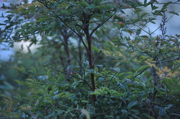 Nandina domestica