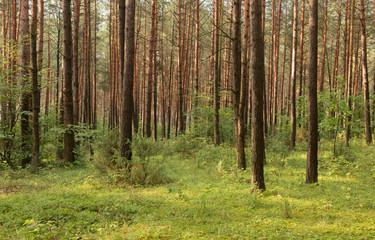 young pine forest