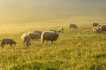 Fototapeta premium Sheep on the meadow eating grass in the herd during colorful sunrise or sunset. Slovakia